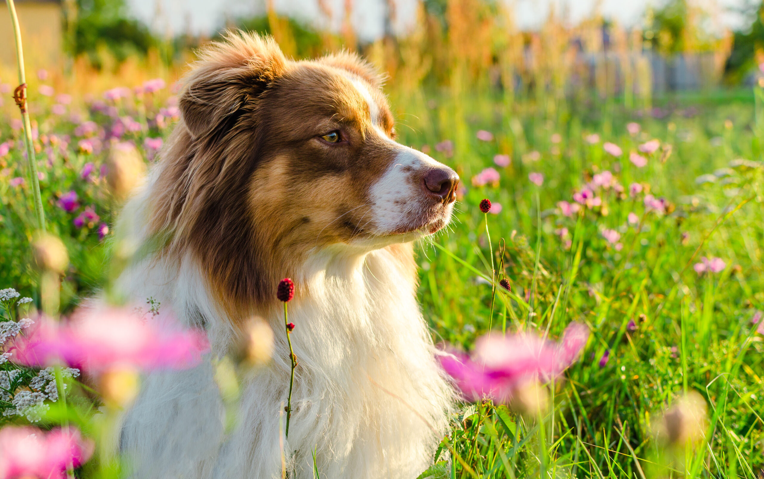 Beschreibung Australian Shephard, Tierkosmetik für Australian Shephard