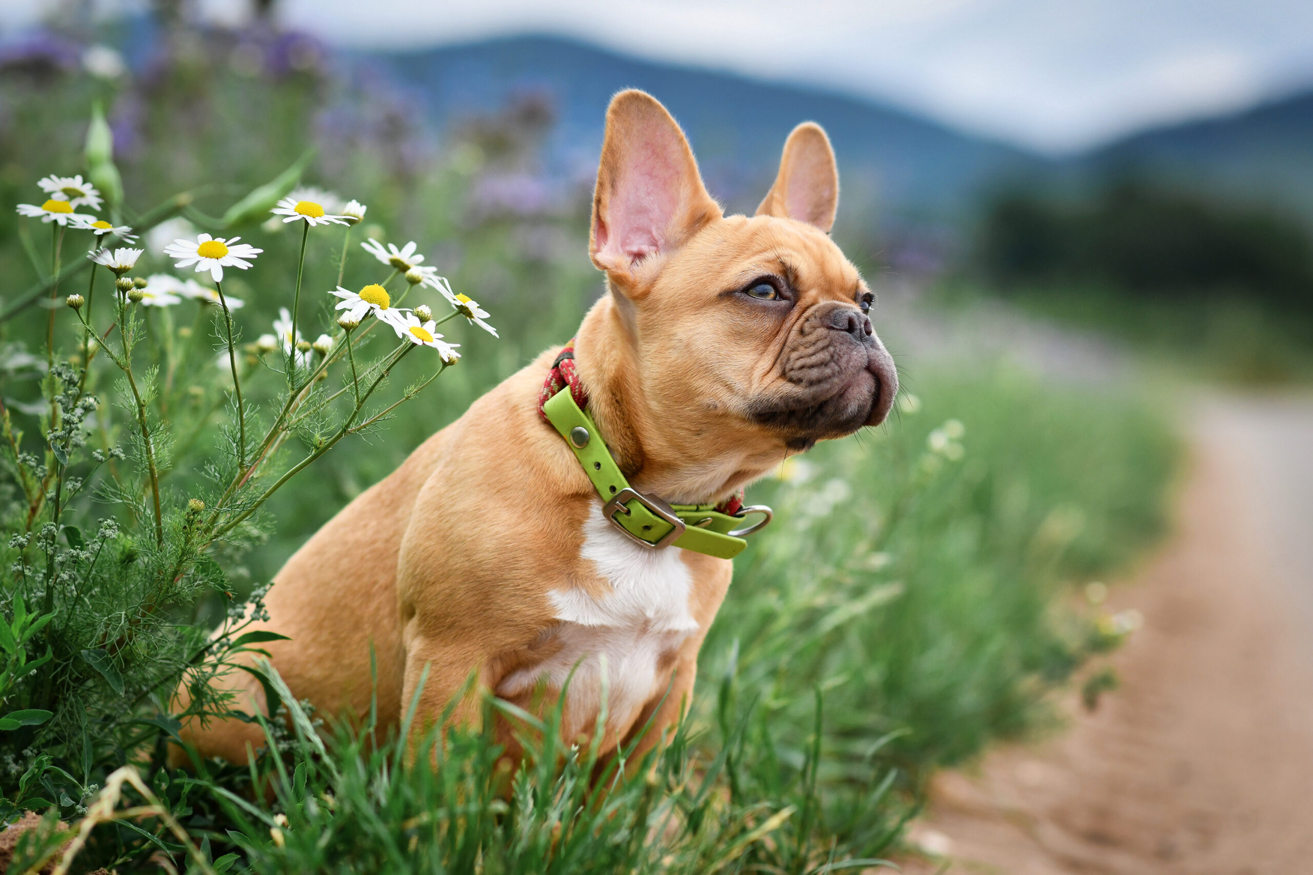 Französische Bulldogge, charmanter Begleiter