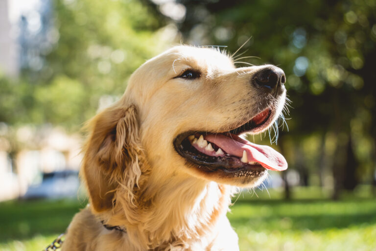 Golden Retriever