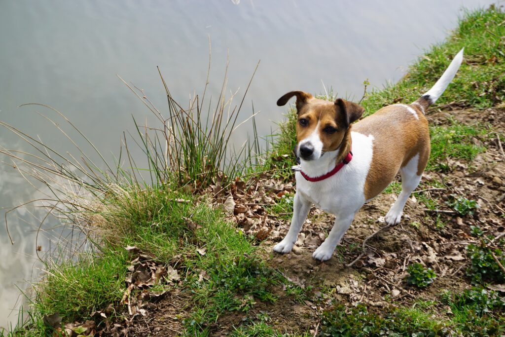 Jack Russell Terrier, Terrier