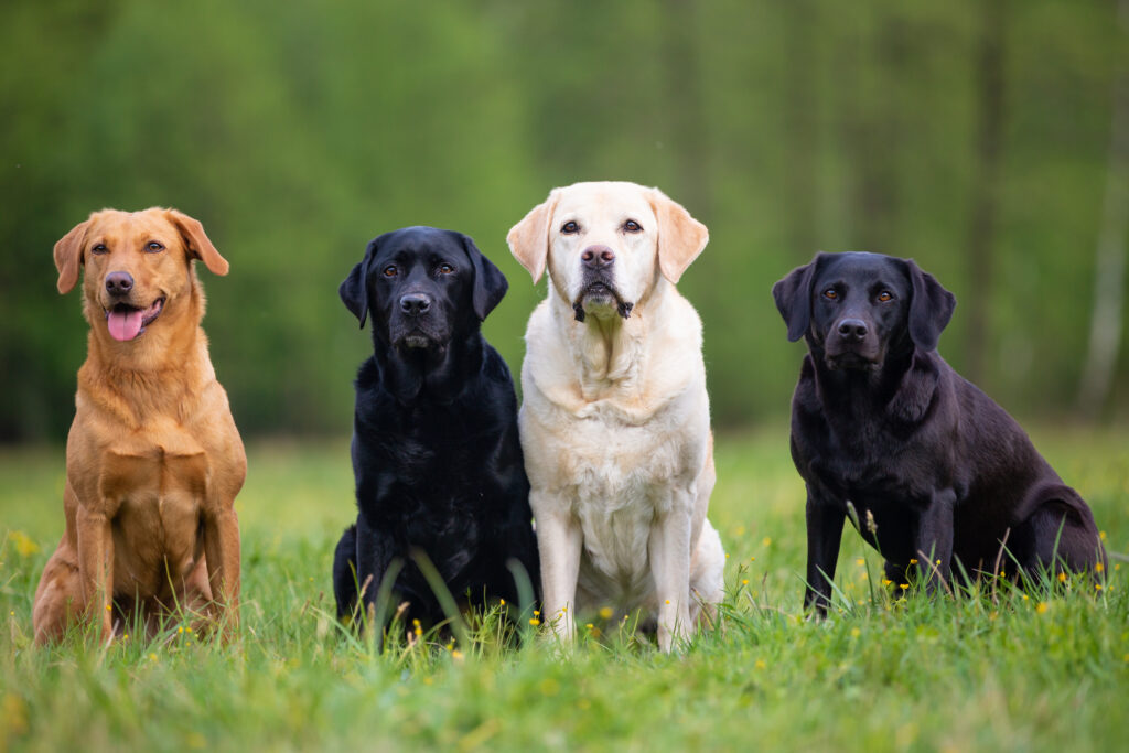 Labrador Retriever, 4 Hunde Labradore