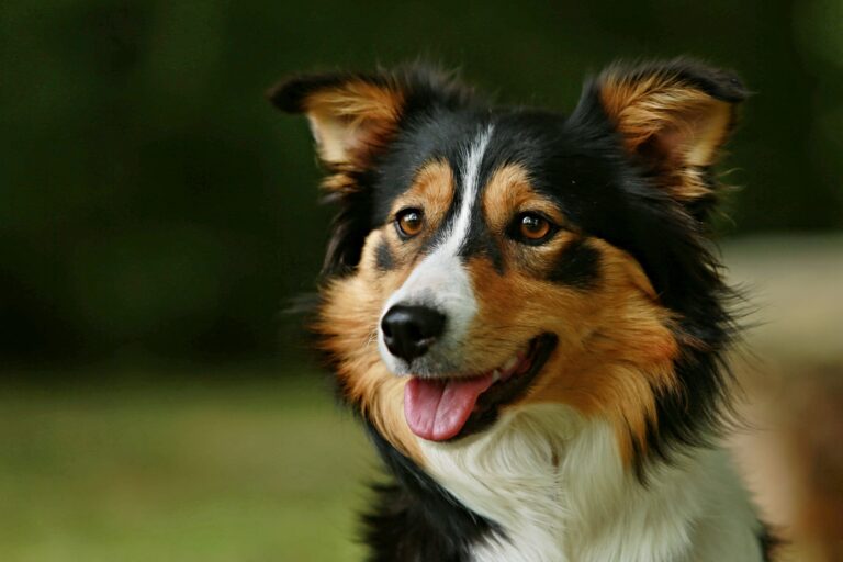 Border Collie