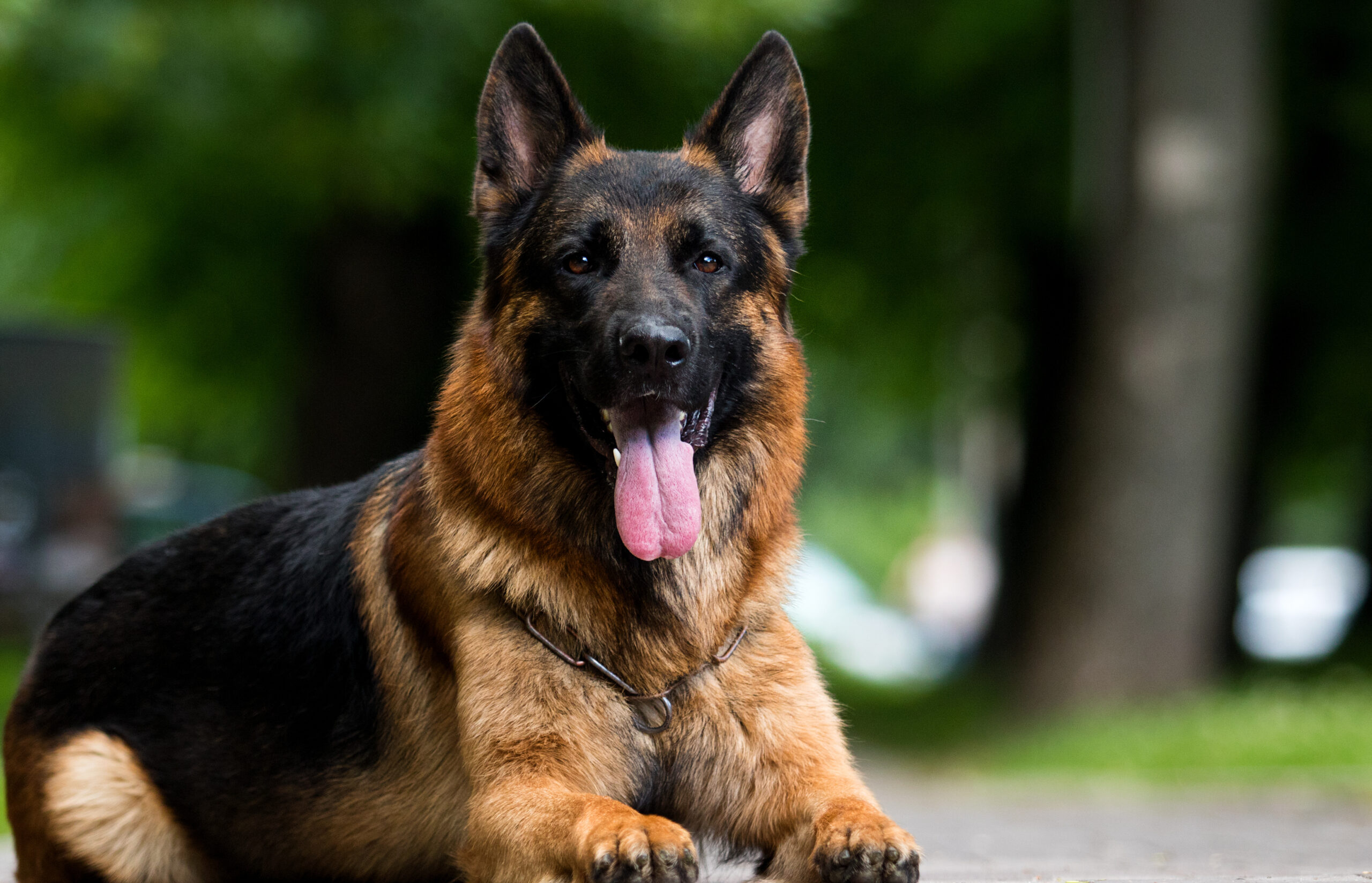 Deutscher Schäferhund, shepherd dog