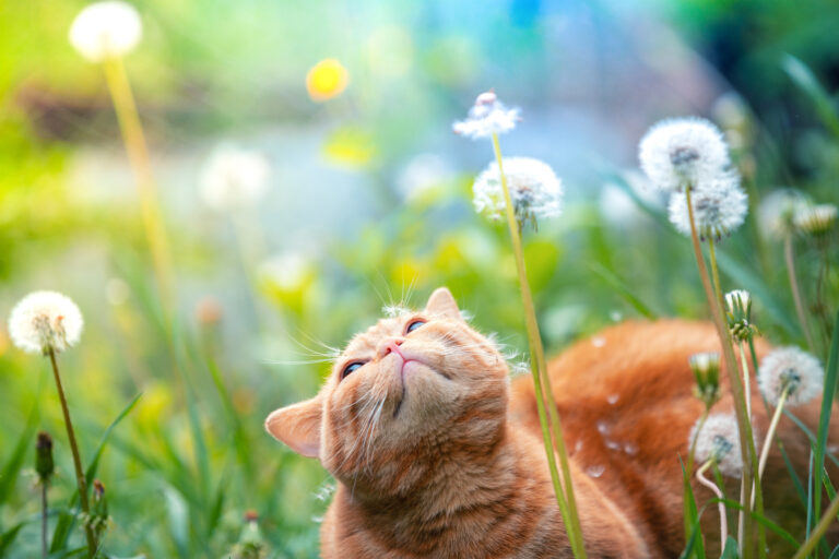 Katzen im Sommer