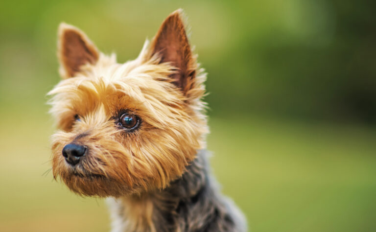 Yorkshire Terrier