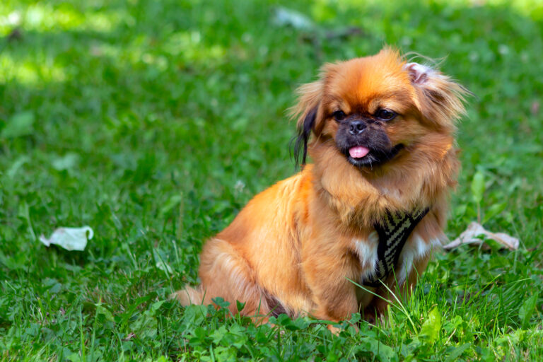 Pekinese