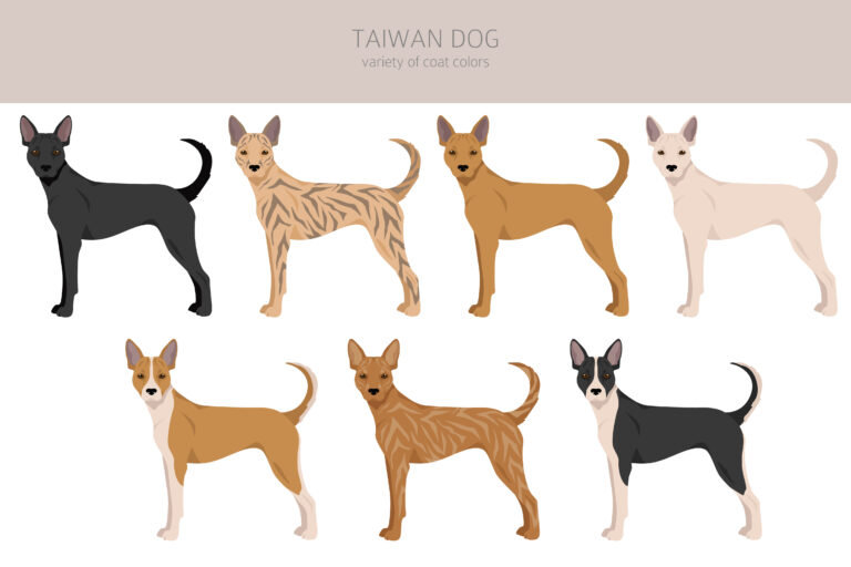 Taiwan Hund