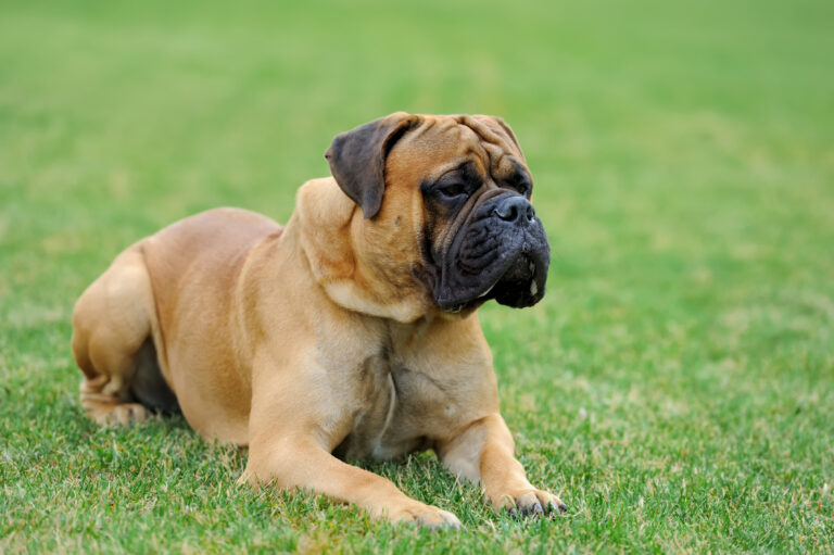 Mastiff