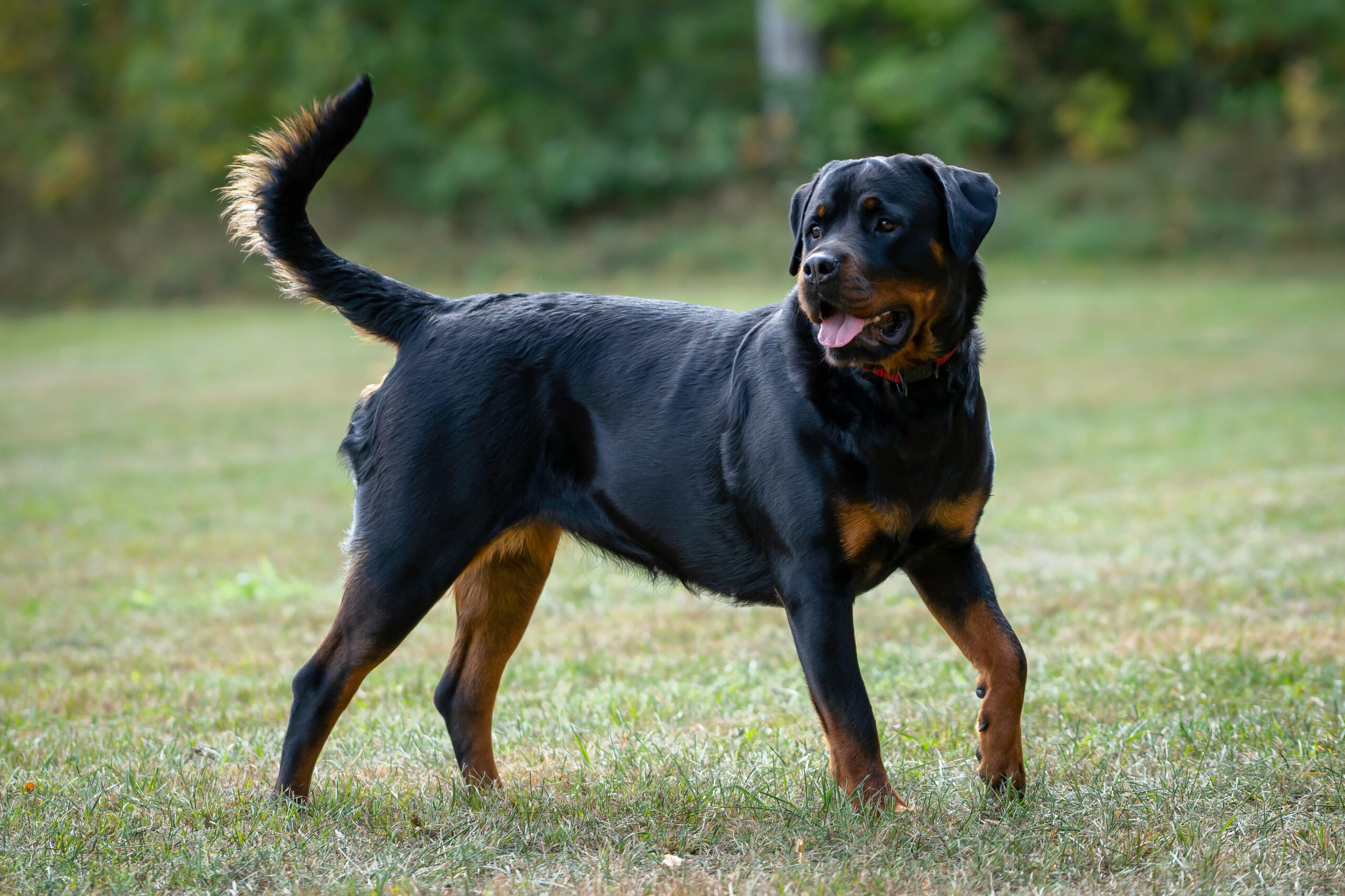 Rottweiler, deutscher Rottweiler