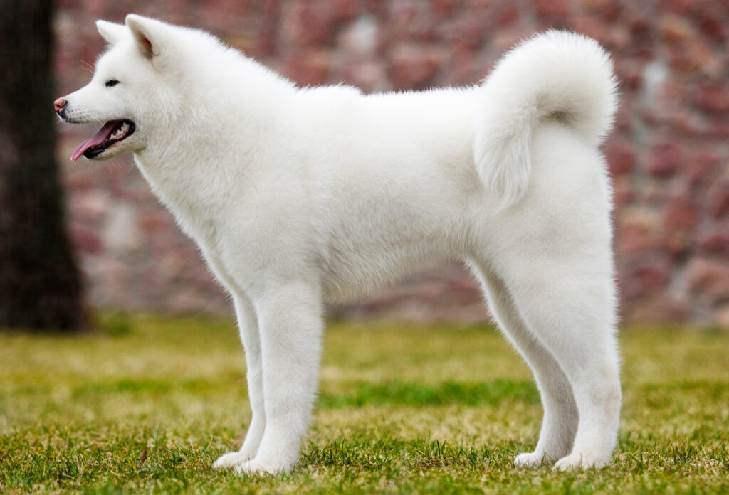 Kishu
