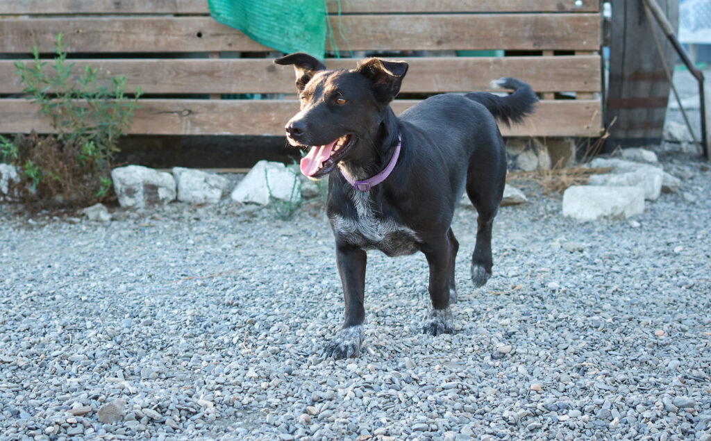 Mallorca Schäferhund