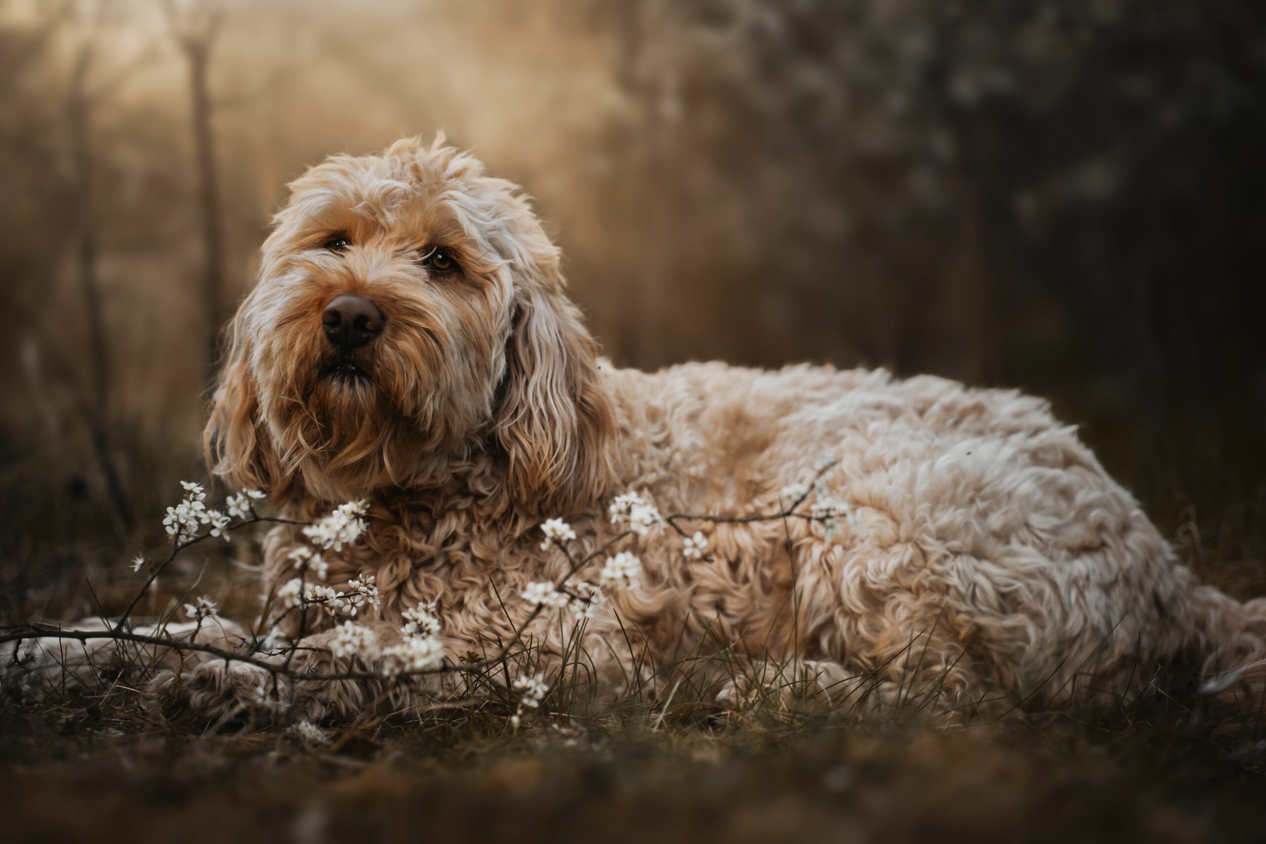 Otterhund