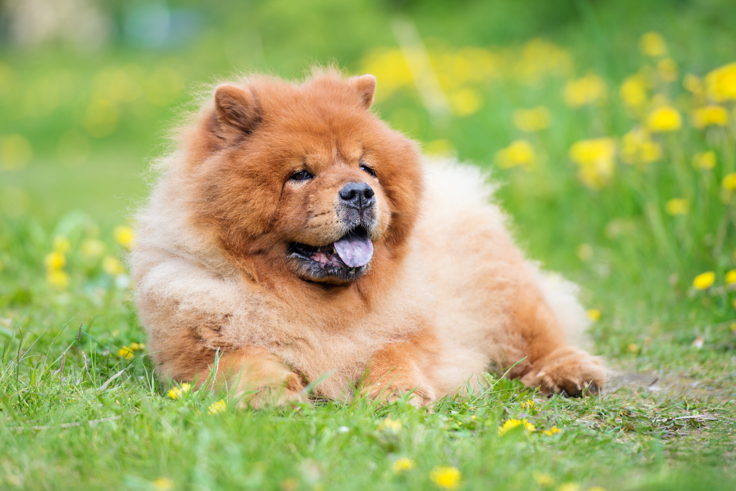 Chow Chow