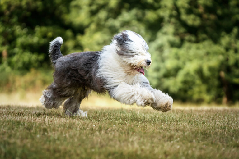 Bobtail