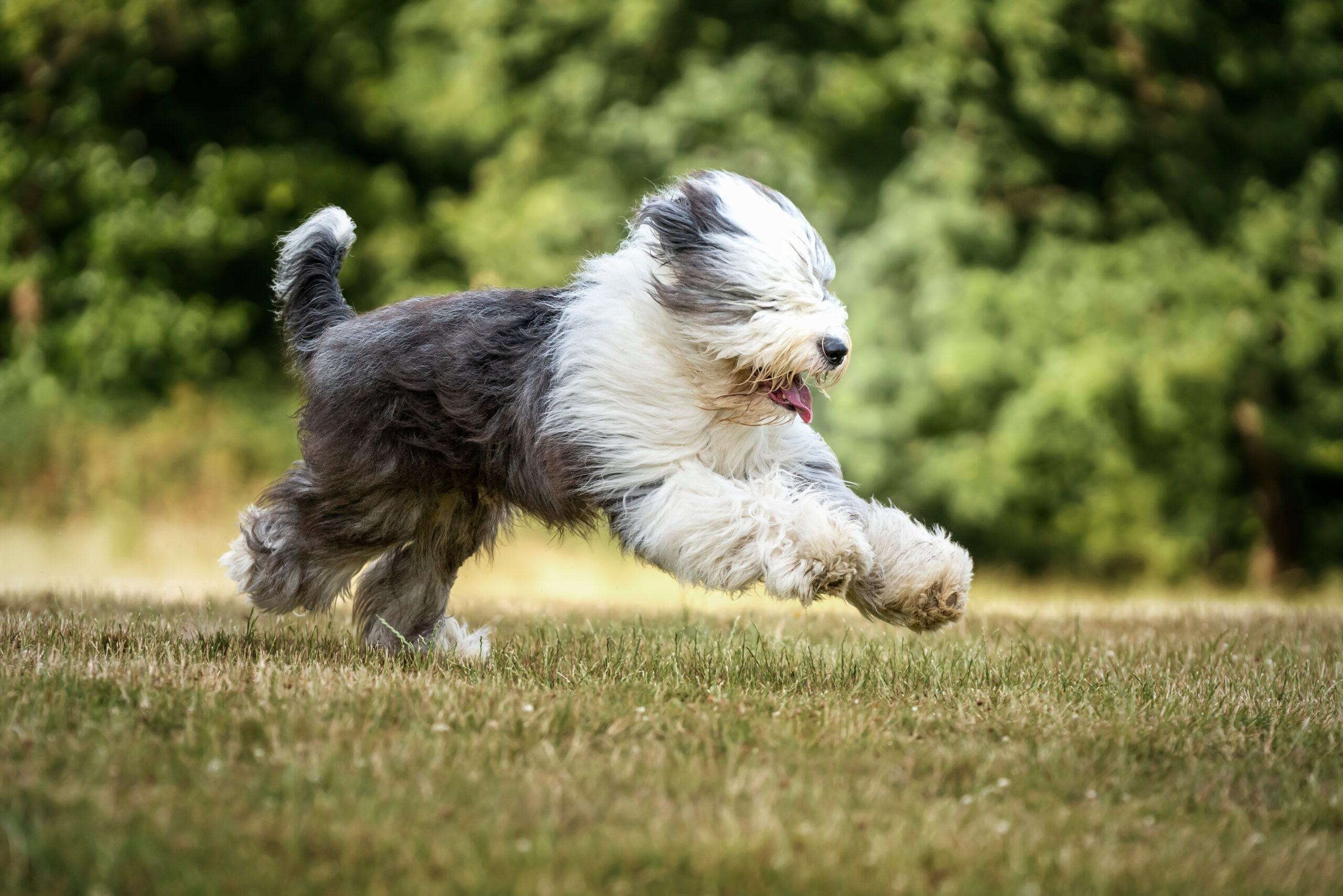 Bobtail, rennender Hund