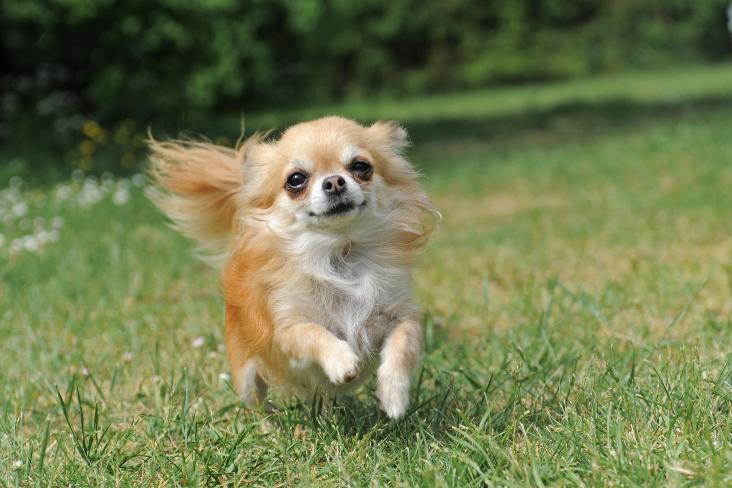 Chihuahua, süßer kleiner Hund