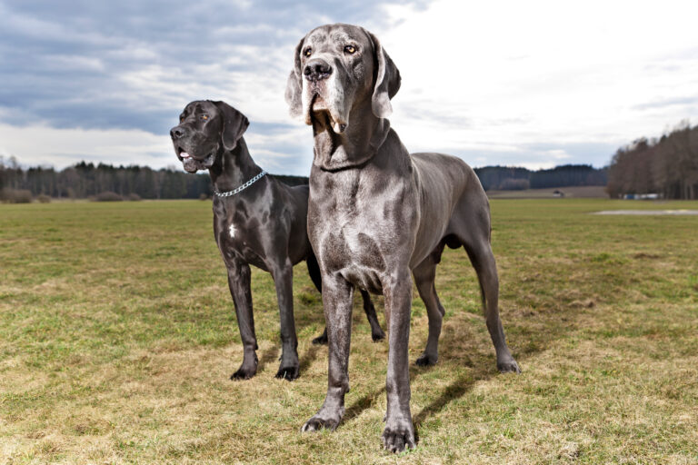 Deutsche Dogge