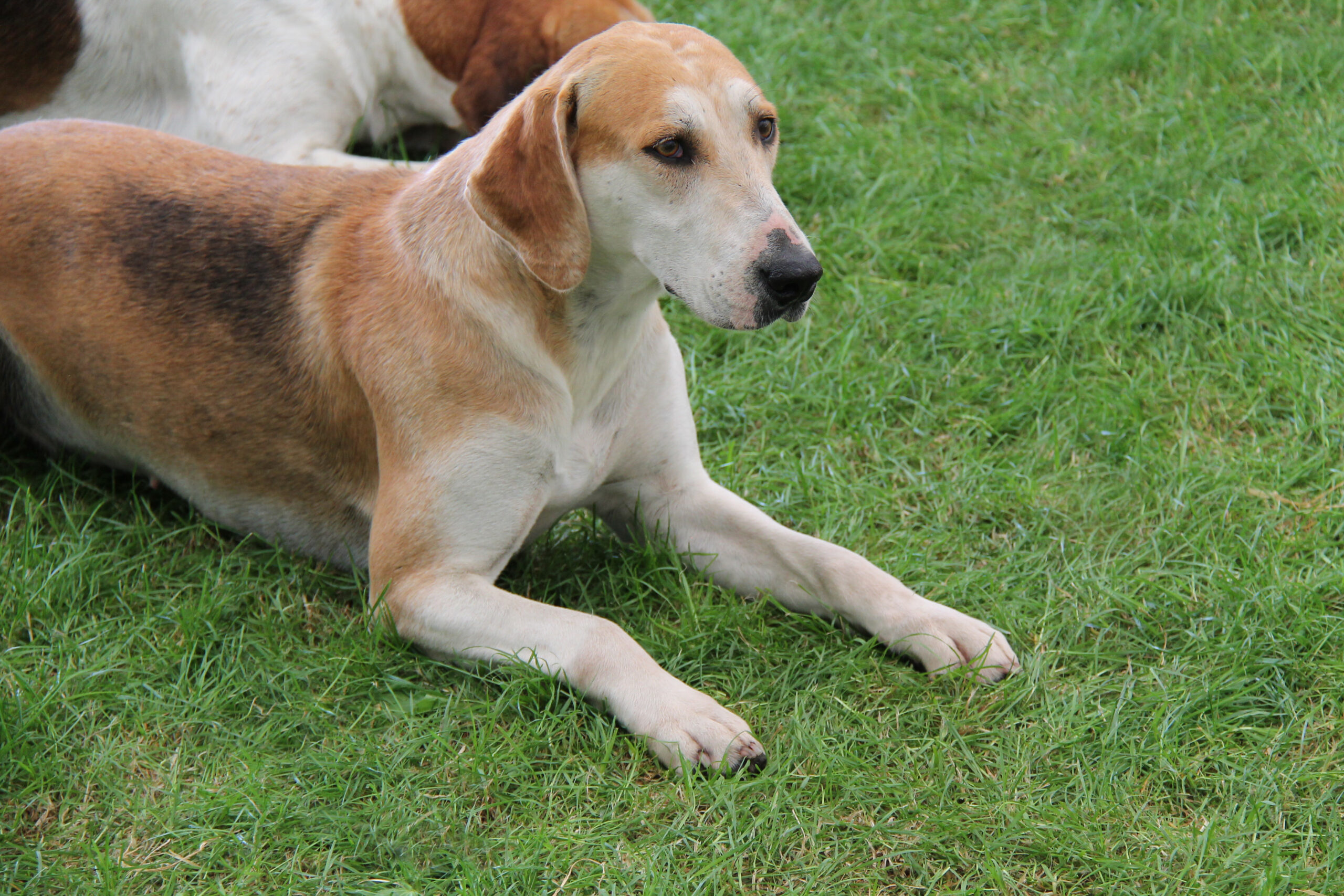 English Foxhound, Meutehund, Laufhund