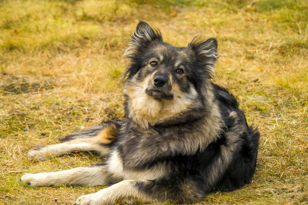 Finnischer Lapphund