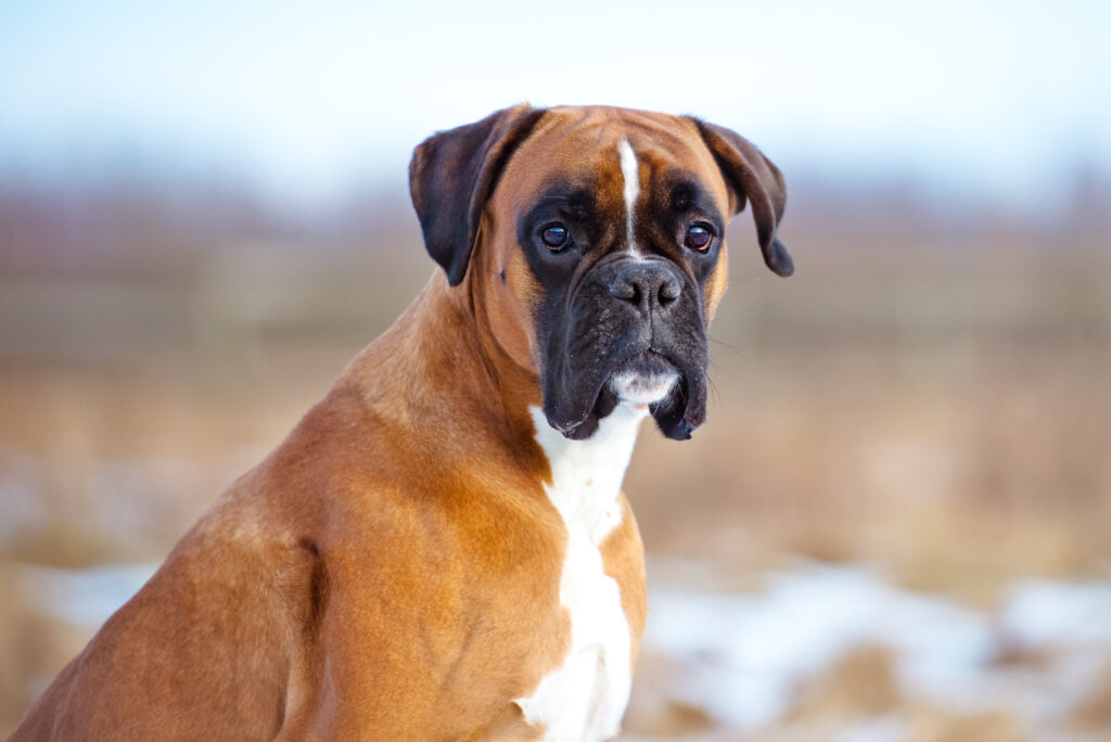 Boxer,