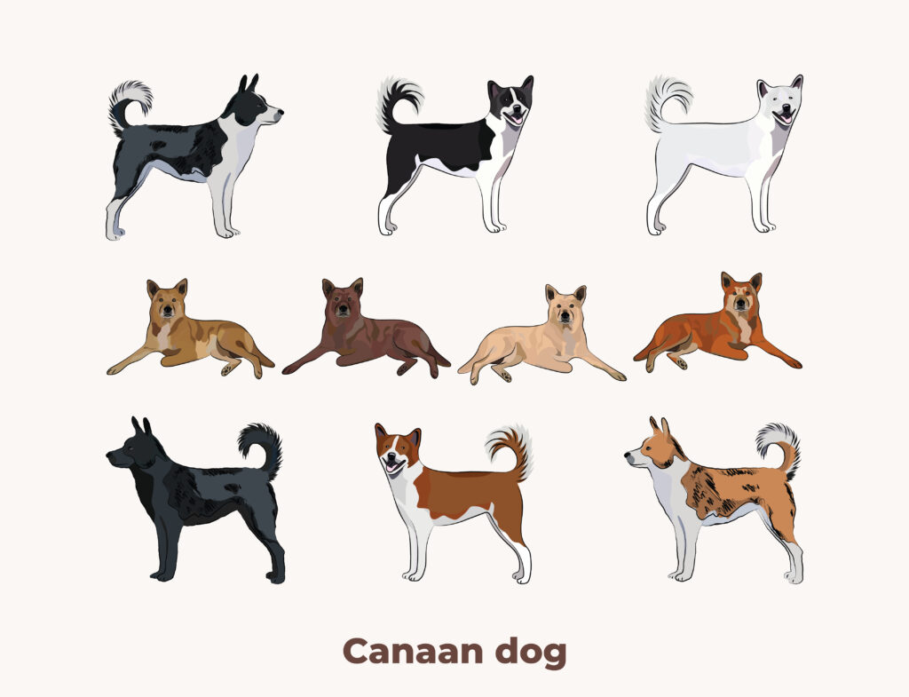 Kanaan Hund, Canaan dog