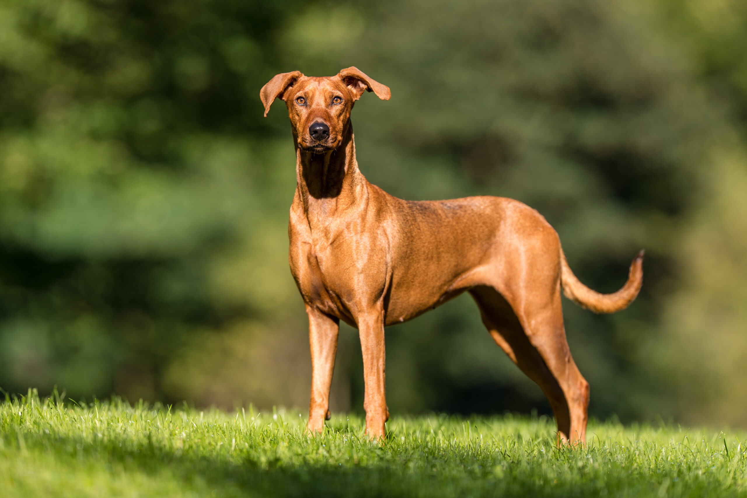 Pharaonenhund auf der Wiese