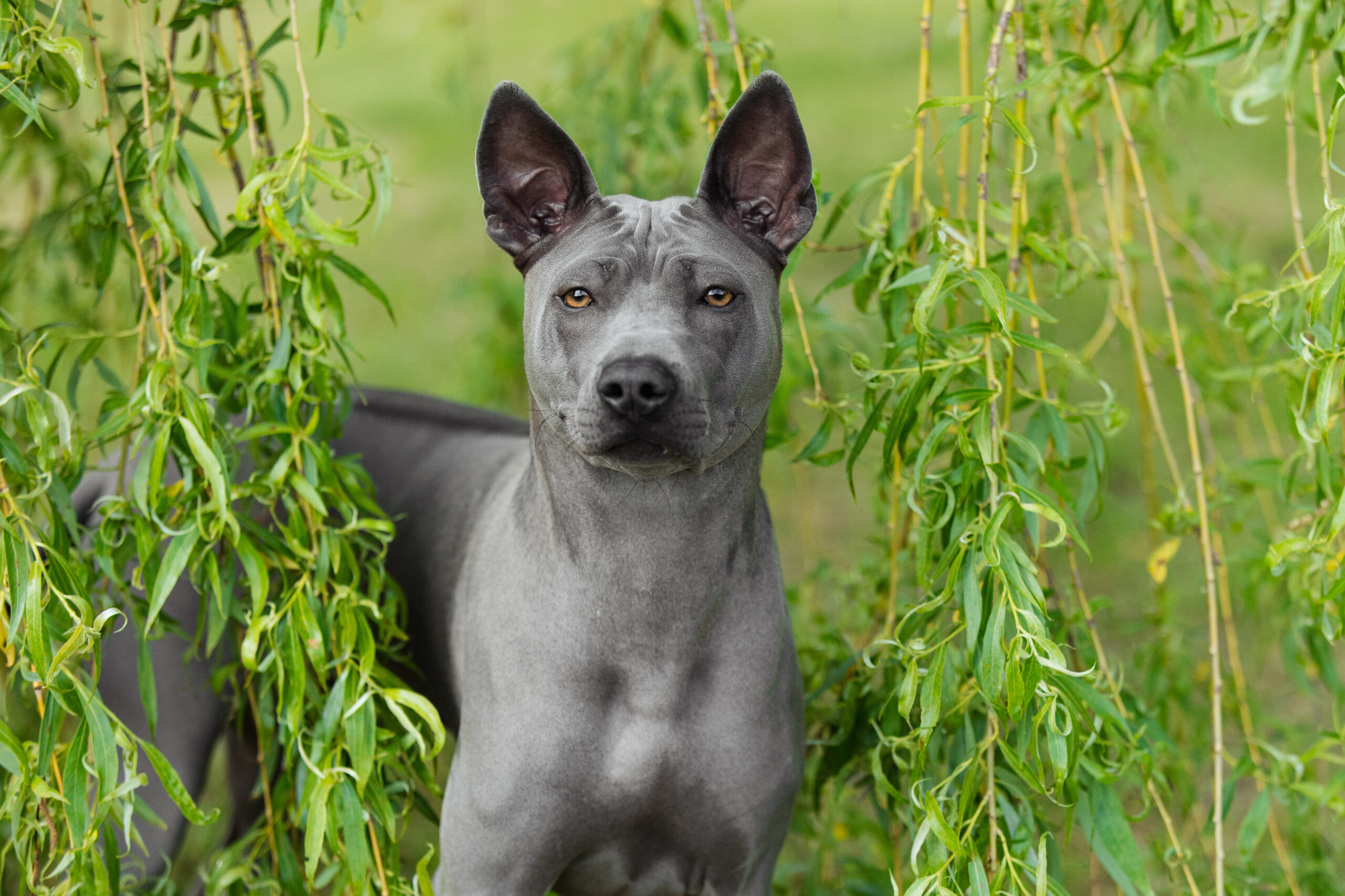 Porträt eines wunderschönen blauen Thai Ridgeback-Hundes vor einem grünen Baum im Sommer