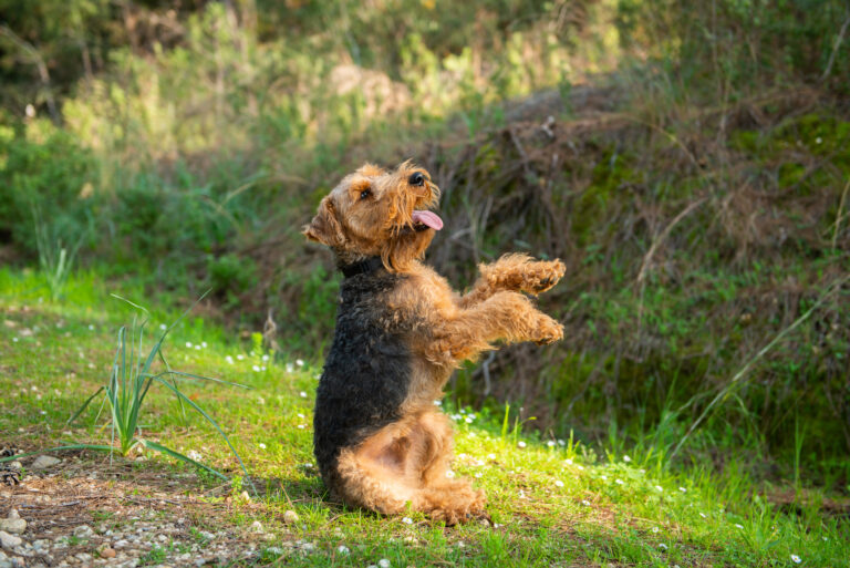Welsh Terrier