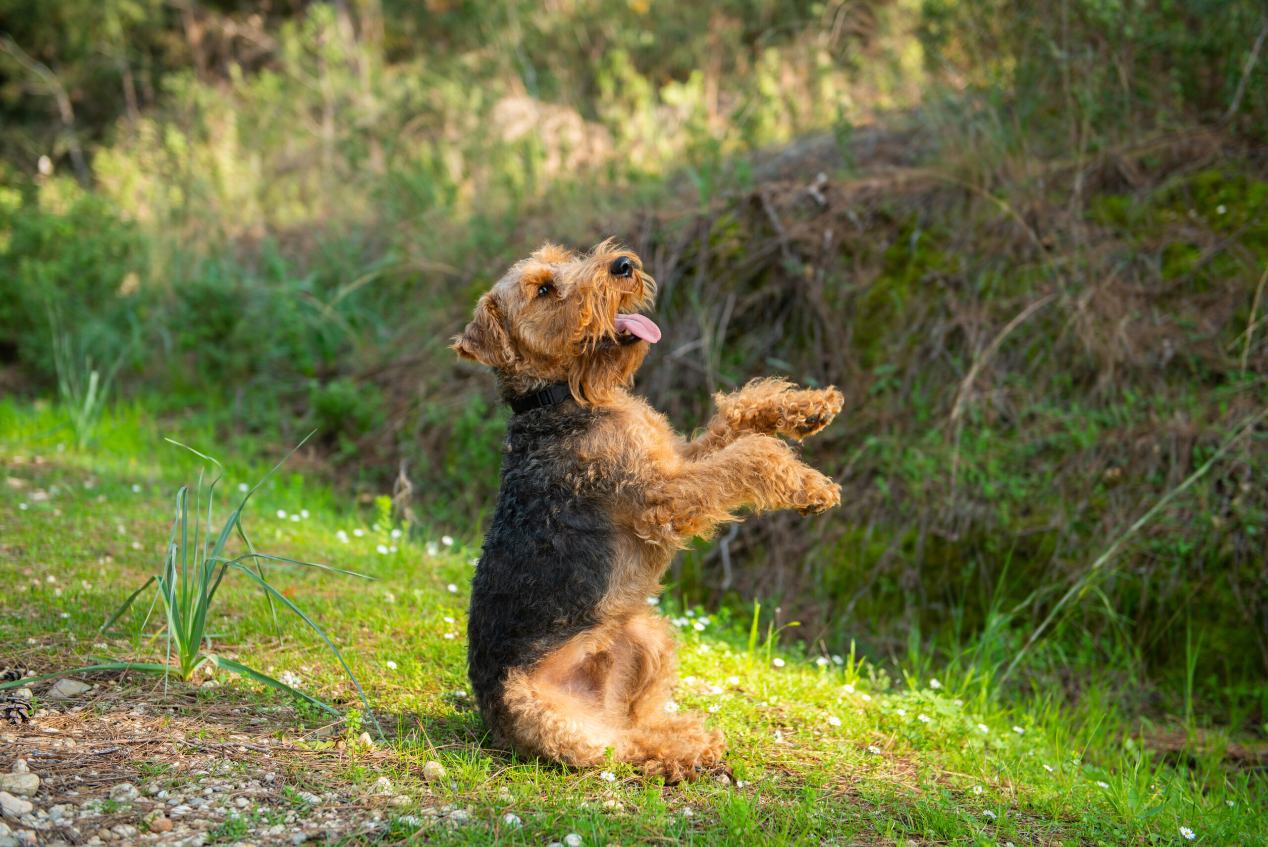 Welsh Terrier