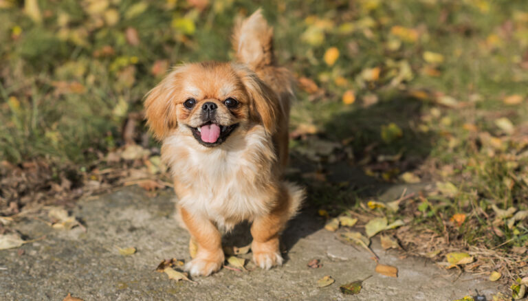 Tibet Spaniel