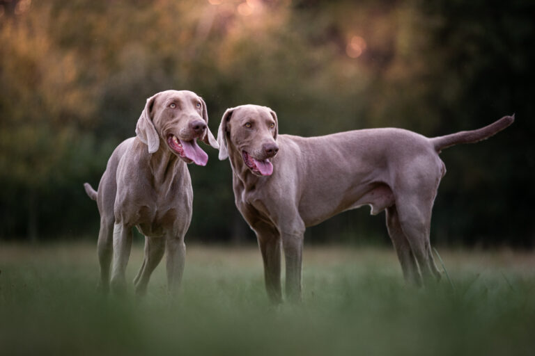 Weimaraner